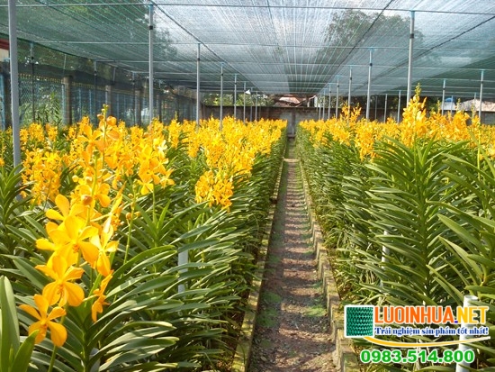 Đặc điểm của lưới che lan 50%
