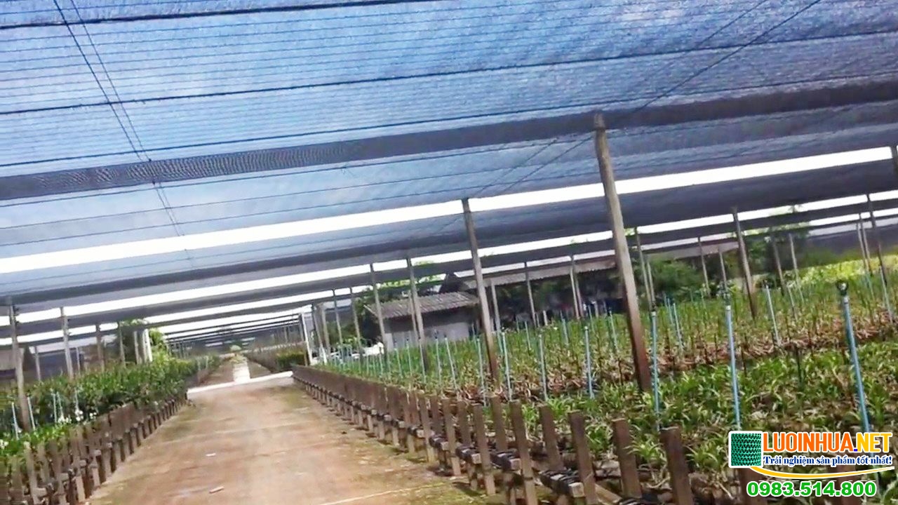 Lưới che mát giải pháp giảm nhiệt cho ngày nắng nóng