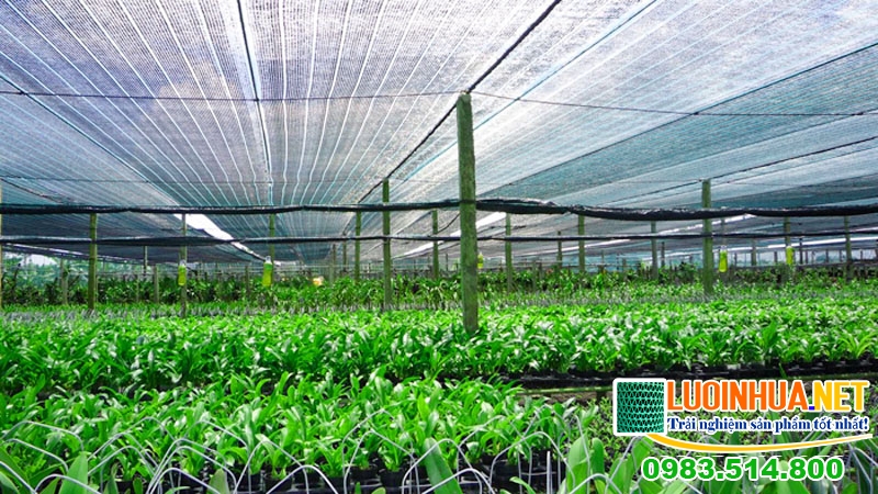Ứng dụng rộng rãi của lưới che mát