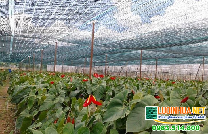Tại sao nên sử dụng lưới che nắng cho cây