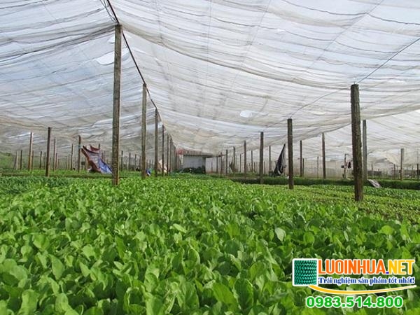 Lưới chắn côn trùng nông nghiệp giúp cây trồng sinh trưởng phát triển tốt