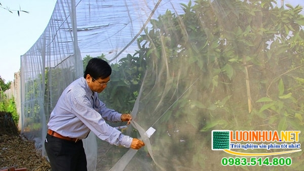 Sử dụng lưới chống côn trùng nông nghiệp bảo vệ môi trường, tạo nguồn thực phẩm sạch