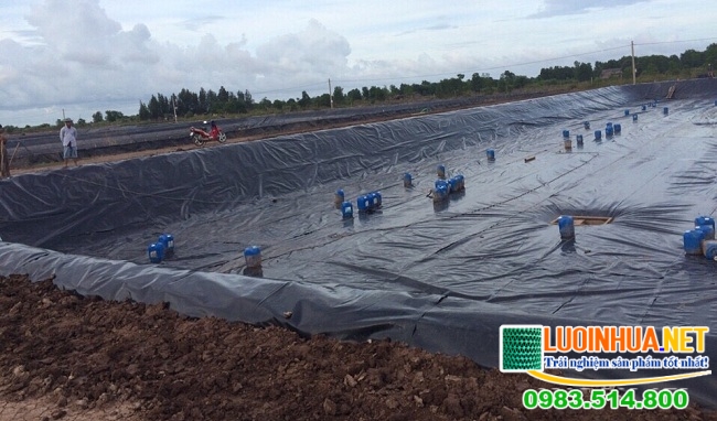 Hướng dẫn kỹ thuật lót bạt ao nuôi tôm hiệu quả