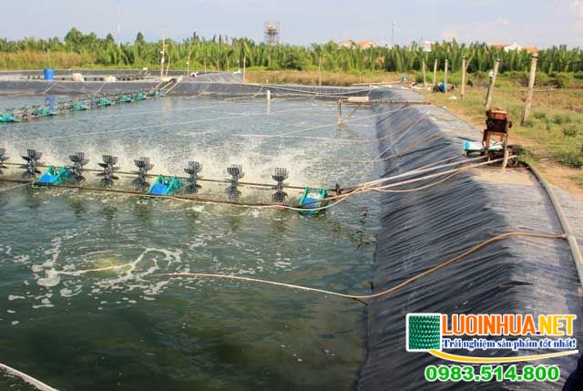 Các bước của kỹ thuật nuôi tôm