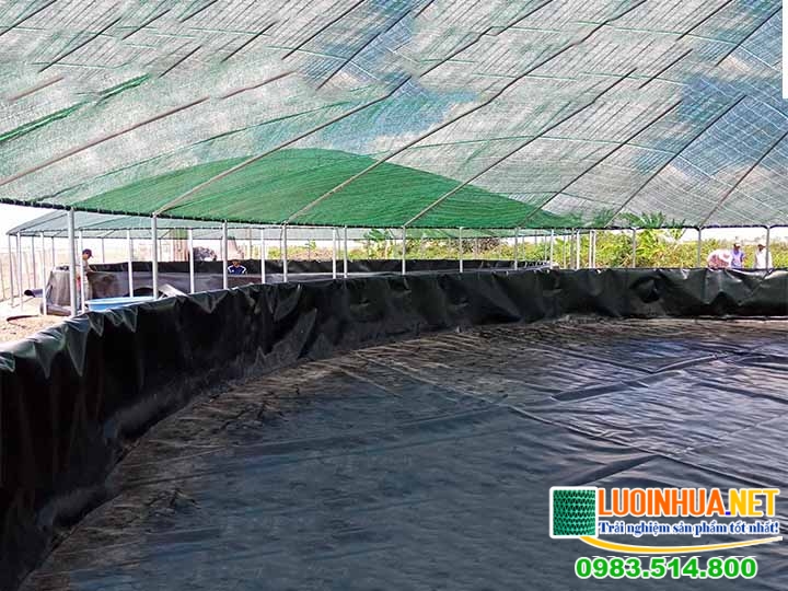 Hướng dẫn cách trải bạt lót hồ nuôi tôm