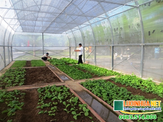 Vì sao các nhà vườn cần đầu tư lưới chắn côn trùng