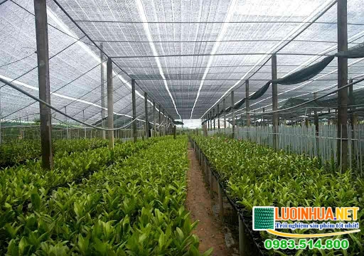 Lưới che nắng trồng rau