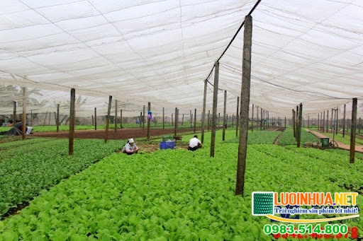 So sánh lưới che nắng trồng rau và lưới che nắng hồ bơi