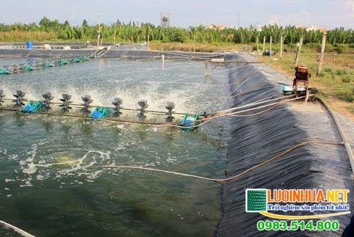 Chi phí lót bạt ao tôm như thế nào?